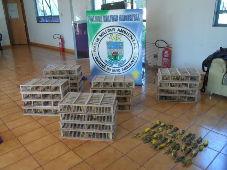 PMA autua dois traficantes com 600 canários e aplica multa de R$ 300 mil