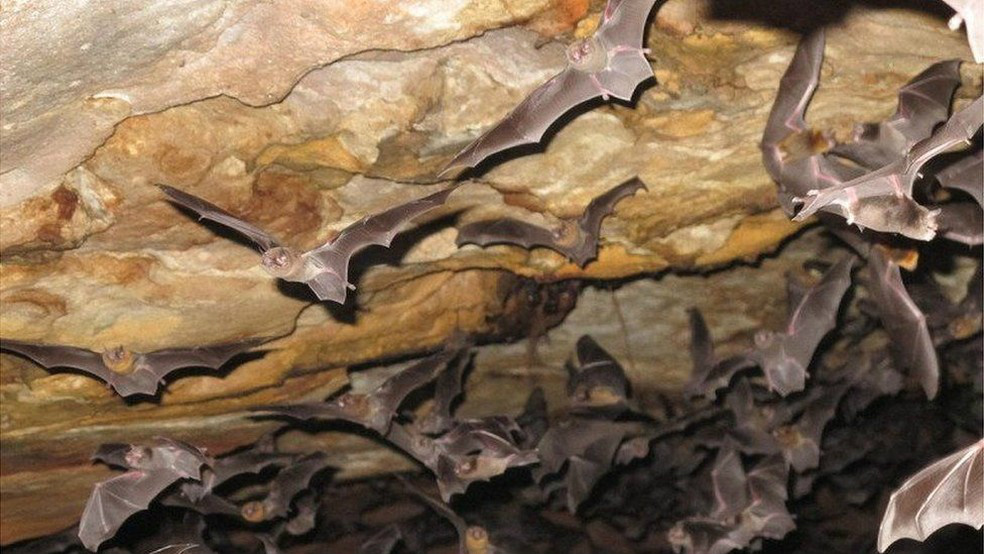 Espécie de morcego começa a se alimentar de sangue humano no Brasil Estudo revela mudança no hábito alimentar de morcego-vampiro-de-pernas-peludas, até então conhecido por consumir exclusivamente sangue de aves (Foto: Enrico Bernard)