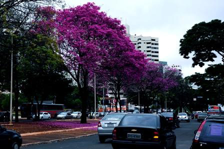 Primavera começa dia 22 e traz períodos frequentes de chuvas em MS