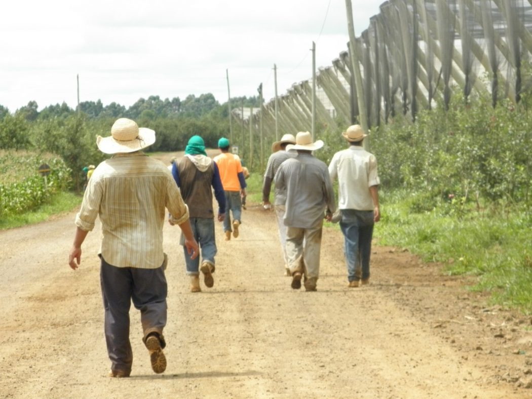 Os indígenas e o extenuante trabalho na colheita de maçãs no Sul do Brasil Foto: divulgação