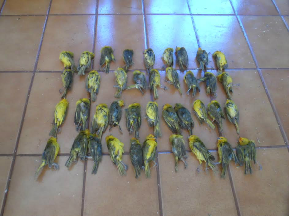 PMA autua dois traficantes com 600 canários e aplica multa de R$ 300 mil
