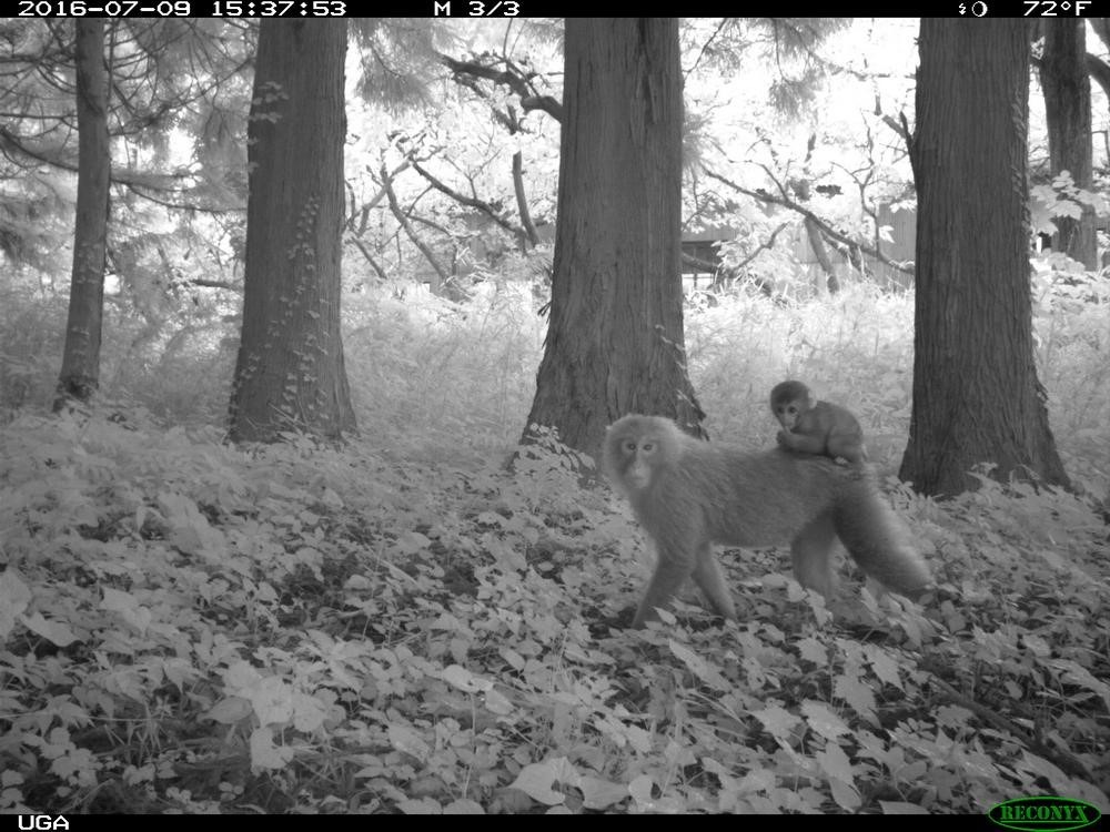 Fukushima: vida selvagem floresce na zona de exclusão da usina nuclear Macacos circulam à noite pela zona proibida de Fukushima. (Fonte: UGA/Reprodução)