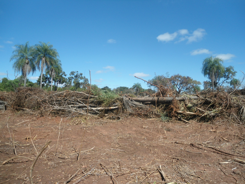 PMA autua pecuarista em R$ 4,5 mil por desmatamento e exploração de madeira