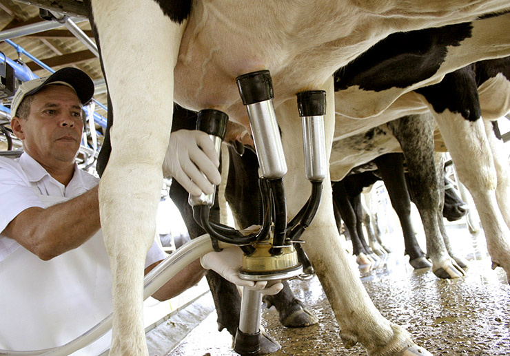 Produção de leite de MS é caracterizada pela baixa produtividade
