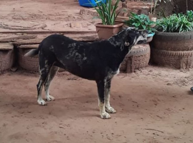 Procura-se por cadela desaparecida na região do Sertãozinho Pantera tem os pelos pretos com manchas brancas / Foto: Divulgação