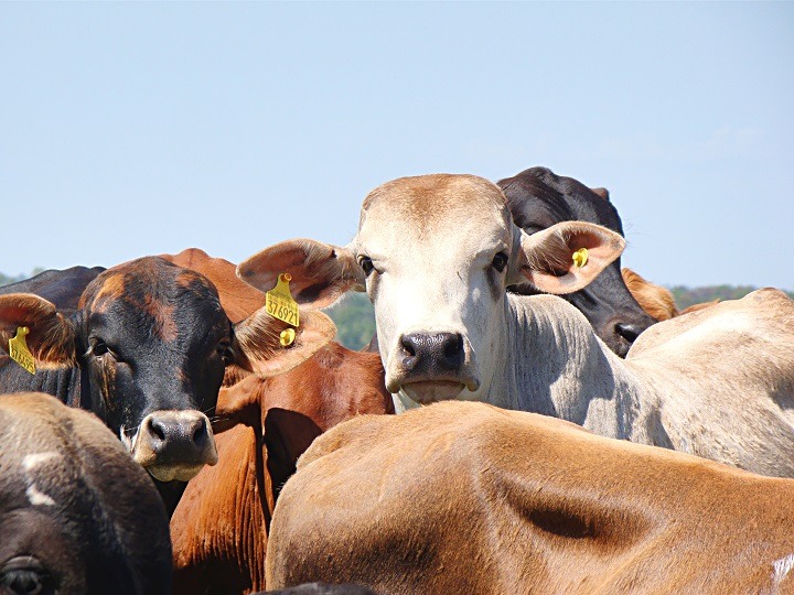 MS registra aumento na produção de carne bovina, suína e de frango MS registra aumento na produção de carne bovina, suína e de frango