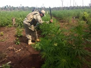 Foram destruídas 78 toneladas de maconha em diversas fases de plantio. (Foto: SENAD)