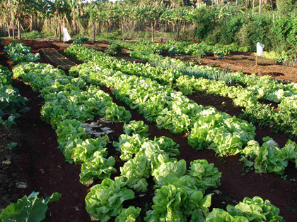 Escolas de Sidrolândia receberão produtos da agricultura familiar Escolas de Sidrolândia receberão produtos da agricultura familiar