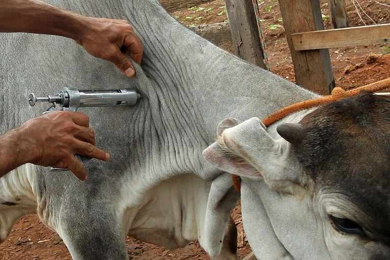 Brasil é um País livre da febre aftosa com a vacinaçãoFoto: Divulgação 