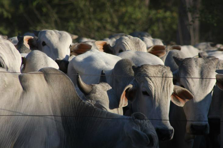 Evento promove intercâmbio de informações sobre pecuária de corte