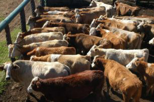 Referência fechou em R$ 95,50 por arroba à vista em São Paulo 