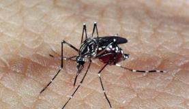 Brasil enfrentará primeiro verão com dengue e chikungunya
