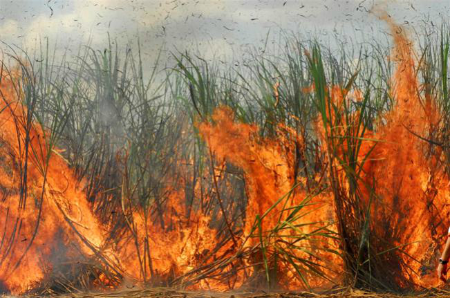 Ministério Público quer discutir impacto de queimada da cana em florestas