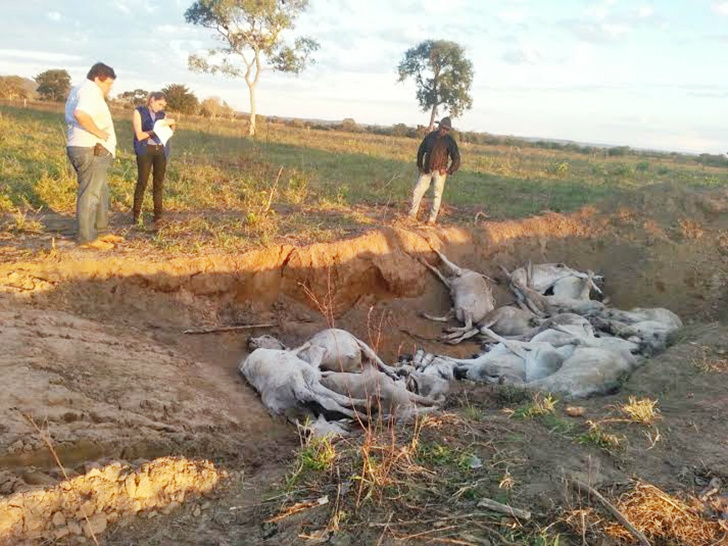 Frio pode ter matado mais de mil bois em propriedades rurais de Coxim
