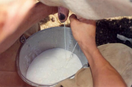 Hora do leite: palestrantes apontam qualidade dos animais da raça Girolando