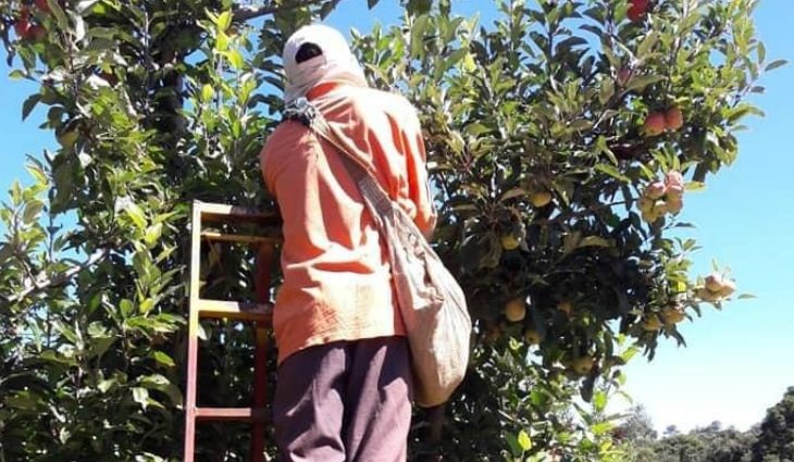 Trabalhadores indígenas de MS seguem para colheita de maçã na região Sul do país Foto: divulgação