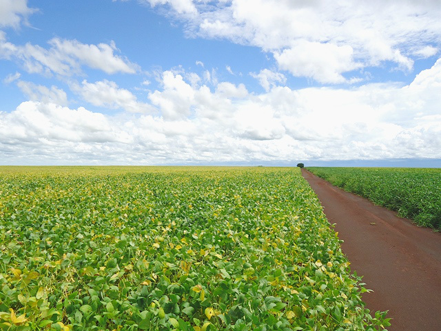 Soja ocupa área recorde de plantio em MS Soja ocupa área recorde de plantio em MS
