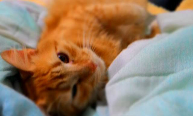 Cientistas explicam por que os gatos ronronam Cientistas explicam por que os gatos ronronam