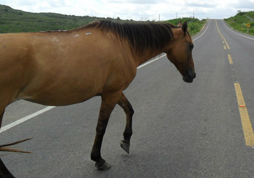 Atropelamento de animais em rodovia de MS será monitorado O objetivo, de acordo com o instituto, é através desse mapeamento, propor soluções para a redução do número de atropelamentos