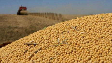 Nova safra começa sem soja para venda em MS