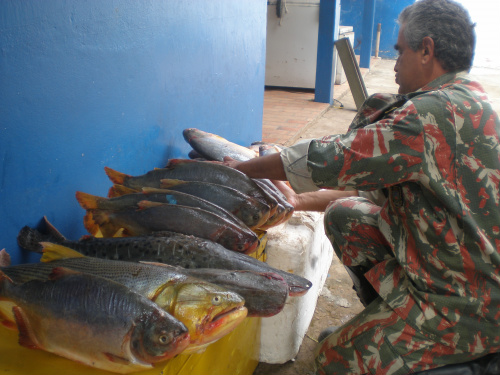 PMA prende campo-grandense com 29 kg de pescado irregular