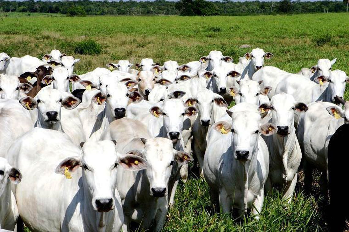 Consulta sobre erradicação da febre aftosa termina nesta quinta-feira (16) Arquivo/Agência Brasil/ASCOM ADEPARÁ