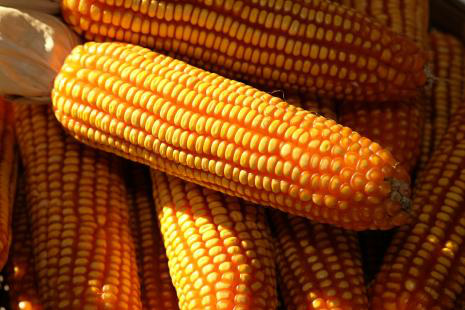 EUA destinarão mais milho para etanol Colheita de milho nos EUA deve alcançar 384 milhões de toneladas (Foto: Divulgação)