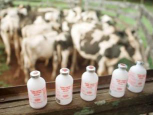 Vacinação contra aftosa está em curso em MS