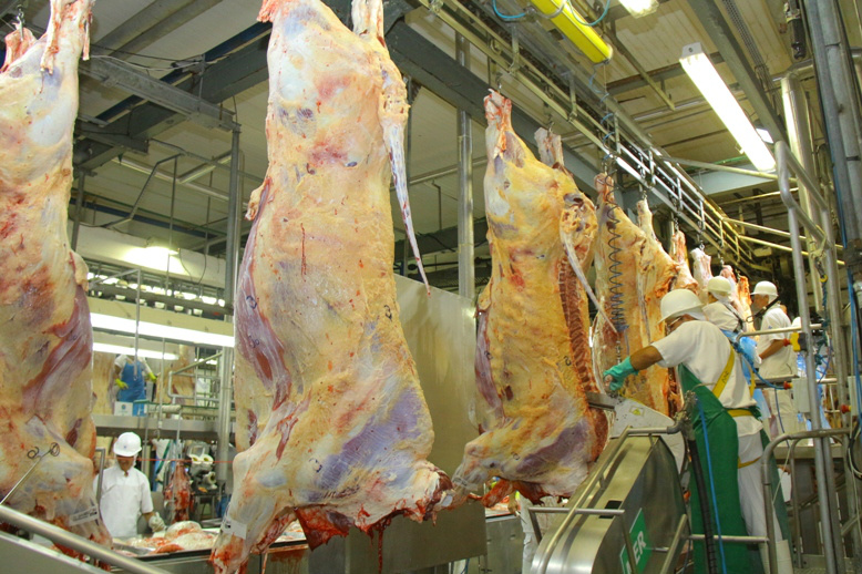 Precoce MS substitui Novilho Precoce e garante mais confiabilidade e ganhos Carne de mais qualidade para atender o exigente mercado internacional (Foto: Divulgação)