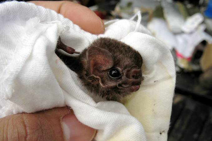 Morcego-vampiro brasileiro começa a se alimentar de sangue humano Morcego da espécie Diphylla ecaudata, que normalmente se alimenta do sangue de aves (Foto: Gerry Carter/Reprodução)