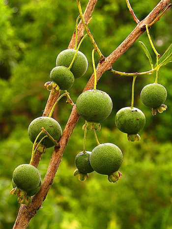 O fruto da Guavira.