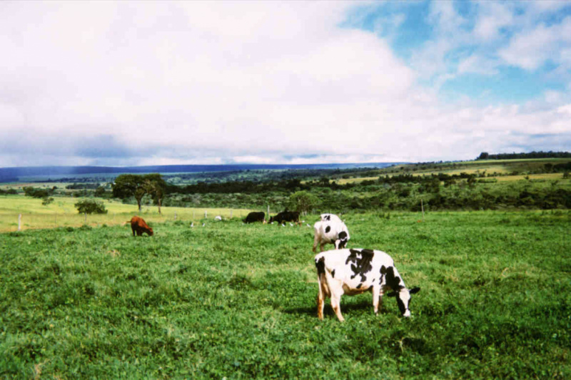 Programa oferece assistência técnica a produtores de MS