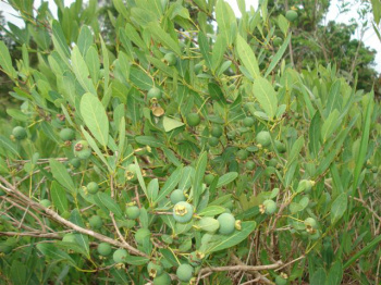 O fruto da Guavira é um dos mais característicos do Cerrado brasileiro.