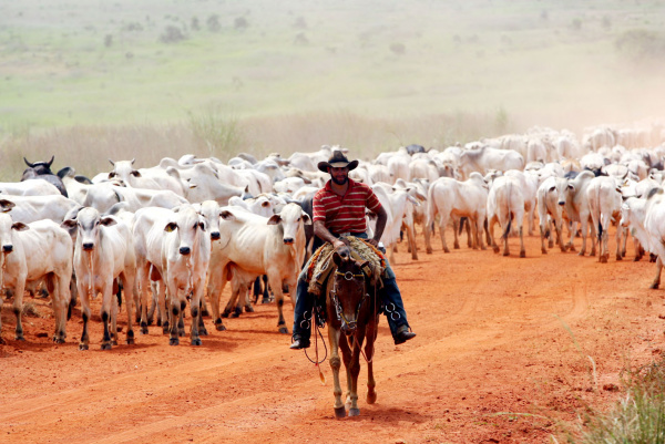 Pantanal é última região do país a terminar vacinação contra aftosa Pantanal é última região do país a terminar vacinação contra aftosa