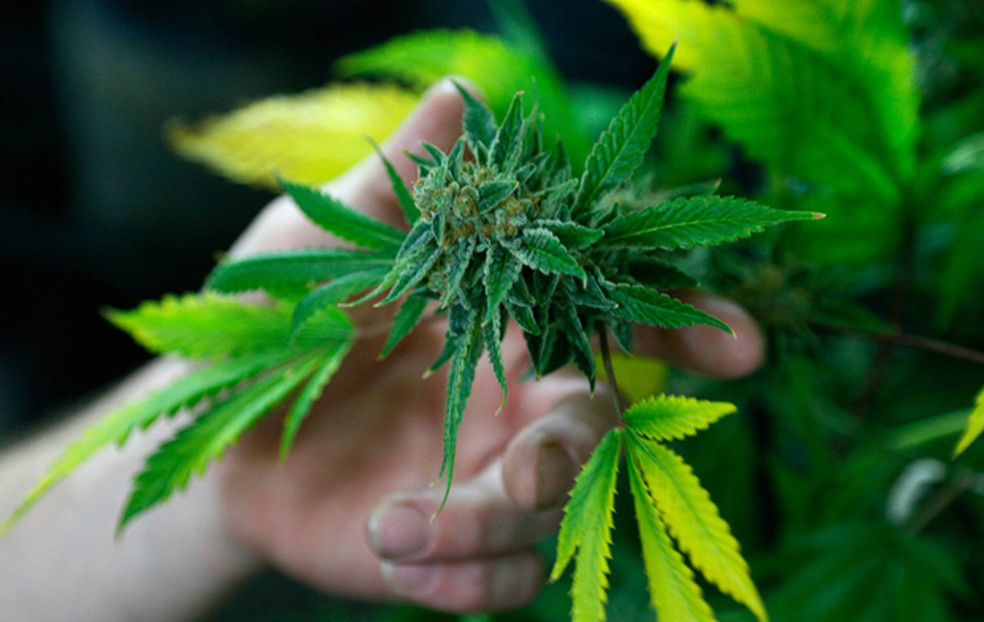Anvisa aprovou primeiro medicamento à base de Cannabis no Brasil (Foto: Reuters)