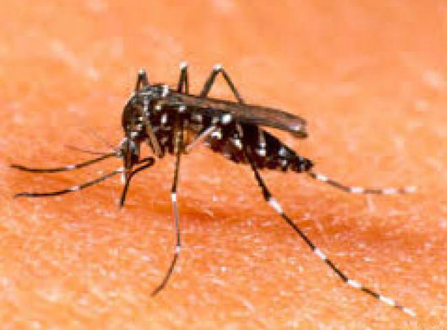 Mosquitos com bactéria combatem dengue na Colômbia