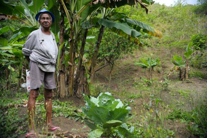 Quilombolas com mais de 70 anos preservam costumes na Marambaia Dona Tacira Julião Alves, remanescente quilombola, mostra o que cultiva em sua roça / Foto: Agência Brasil