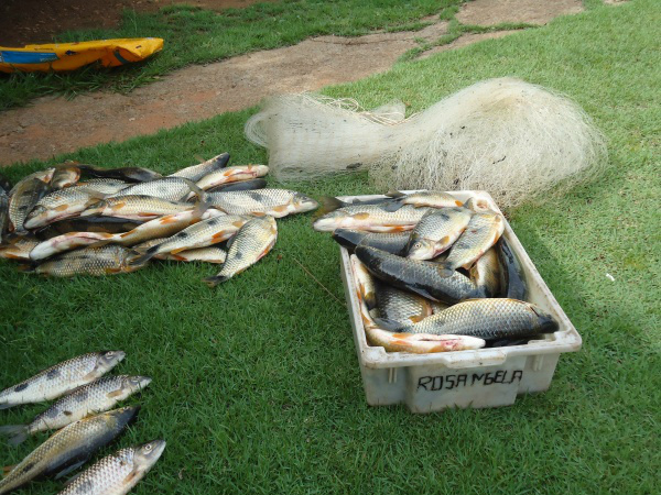 PMA autua homem com 29 quilos de pescado irregular