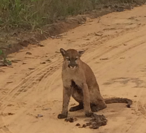 PMA recolhe hoje ao CRAS na Capital onça parda atropelada em Três Lagoas
