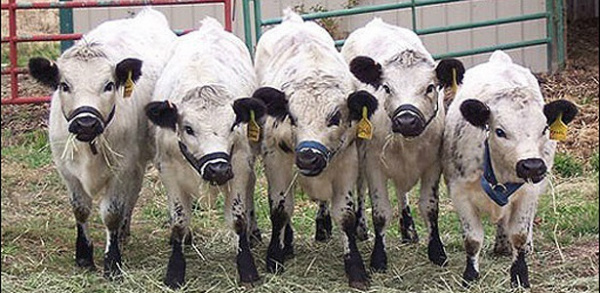 Governo dos Estados Unidos confirma caso de vaca louca na Califórnia