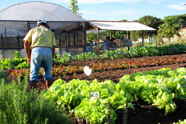 Venda de terras em larga escala pode agravar insegurança alimentar