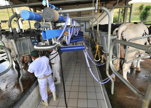 Produção de leite sob inspeção no Brasil (bilhões de litros) -(Foto: Humberto Nicoline)