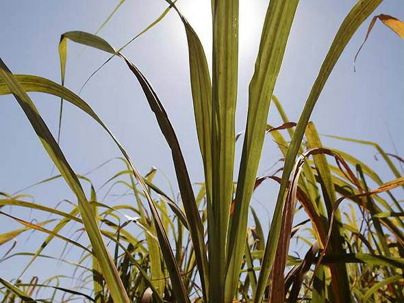 Brasil será primeiro a utilizar biocombustível na produção de energia Brasil será primeiro a utilizar biocombustível na produção de energia
