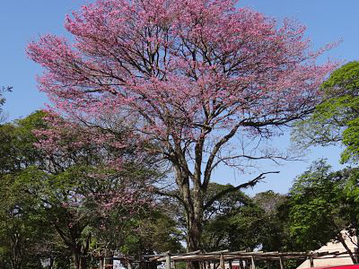 O final da florada dos ipês anuncia o início da primavera.