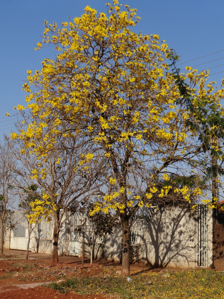 Primavera tem início no domingo (22) e ipês começam a perder as flores