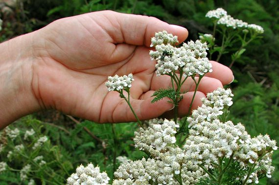 Curso para identificar e produzir plantas medicinais, no Sindicato Rural de Amambai.