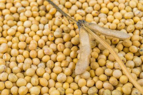 Negócios agrícolas sustentáveis podem gerar US$ 2,3 trilhões Investimento em produção sustentável pode gerar até 380 milhões de empregos (Foto: Divulgação)