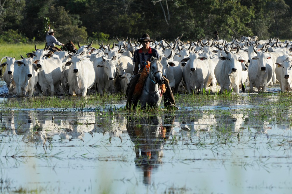 Governo de MS quer Pantanal preservado e com pecuária sustentável Governo de MS quer Pantanal preservado e com pecuária sustentável