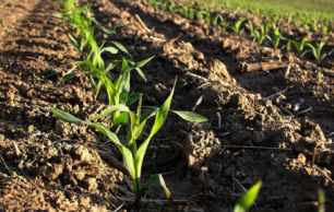 A área plantada partiu de 494 mil hectares, no final na década de 70 para 1,815 milhões de hectares