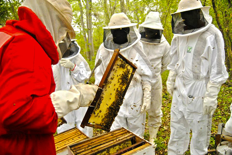 Símbolo do desenvolvimento sustentável, apicultura tem potencial de expansão